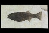 Fossil Fish (Mioplosus) From Inch Layer - Wyoming #144003-1